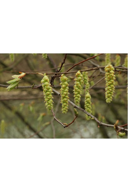 Граб обыкновенный серьги